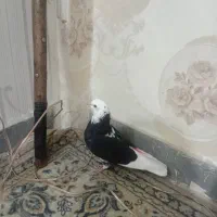 ی نر شازده سیاه مهر یعنی بدون خال غلط