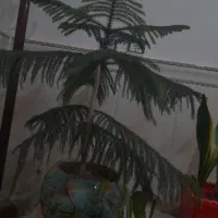 گل اپارتمان|گل و گیاه طبیعی|ملایر, |دیوار