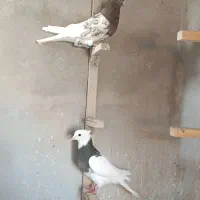 ماده کله و طوق