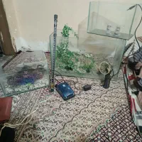 آکواریوم ماهی انگشتر معاوضه