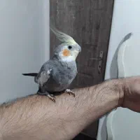 فروش عروس هلندی