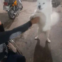 سگ سامویی|سگ|صحنه, |دیوار