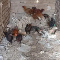 مرغ خروس جوجه محلی|حیوانات مزرعه|تربت جام, شاد|دیوار
