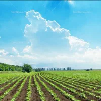 استخدام نیروی کار به همراه خوانواده