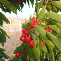 باغ بهترین نقطه صومعه|فروش زمین و ملک کلنگی|نیشابور, شهرک اندیشه|دیوار