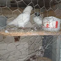 فروشی|پرنده|بندرعباس, |دیوار