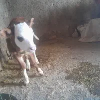 حیواناتمزرعه