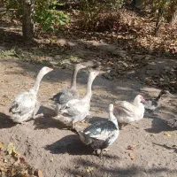 غاز و اردک اسراعیلی|حیوانات مزرعه|کوهسار (البرز), |دیوار