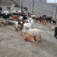 بز شیری