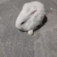 بچه خرگوش