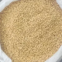 فروش گندم مهرگان تیمی|عمدهفروشی|بهبهان, |دیوار