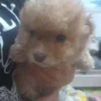 واگذاری توله سگ فوری فوری