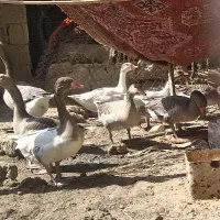 غاز واخضری کله سبز|حیوانات مزرعه|بندر امام خمینی, |دیوار