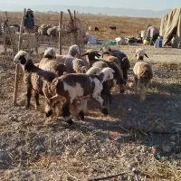 بره نر و ماده چاق