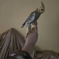 ۲عدد عروس هلندی  سالم ودستی و رام