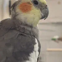 عروس هلندی|پرنده|سرپل ذهاب, |دیوار