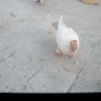 کفتر سینه ای و امپراطور
