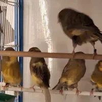قناری فروشی|پرنده|شیراز, شهرک گلدشت حافظ‎|دیوار