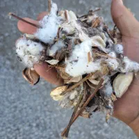 کاه پنبه|خدمات پیشه و مهارت|ملکان, |دیوار