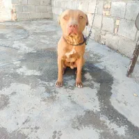 سگ پیتبول نر و ماده|سگ|مبارکه, |دیوار