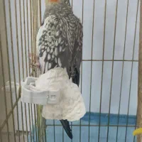 عروس هلندی خوشکل با قفس