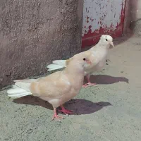 کفتر دمسفید