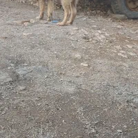 توله میکس سرابی