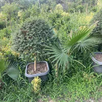 گل کاج شمشاد مهندس امیر|خدمات باغبانی و درختکاری|مشهد, امیریه|دیوار