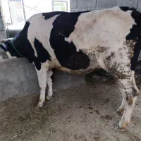 گاو قربانی اوله نزاییده جوان