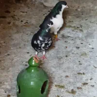 جفت شهری سیاه با جوجه|پرنده|شیراز, آبیاری|دیوار