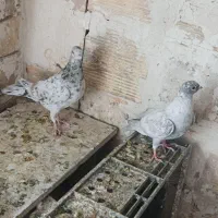 کبوتر هفت رنگ ، سیاهپوش،دم سفید ،زرد بتو نروماده،|پرنده|قزوین, |دیوار