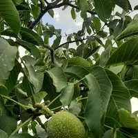 باغ آجیلی میوه ۱۰۰۰ متری دنج و سرسبز|فروش دفتر صنعتی، کشاورزی، تجاری|فولادشهر, زاینده رود|دیوار