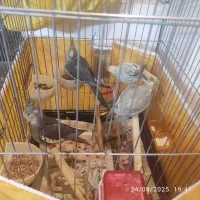 جوجه عروس هلندی دانه خور۳ ماهه سرحال و سالم خانگی|پرنده|تهران, صد دستگاه|دیوار
