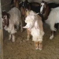 پنج راس بیگ پرواری ویک راس کوهه به فروش می رسد|حیوانات مزرعه|شوشتر, |دیوار