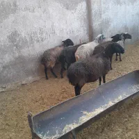 میش آبستن سنگین جوان|حیوانات مزرعه|قنوات, |دیوار