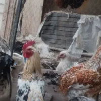خروس فروشی