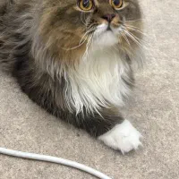 گربه