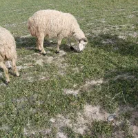 گوسفند|حیوانات مزرعه|بردسیر, |دیوار