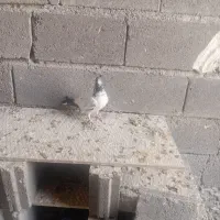 کفتر کله دم سبز|پرنده|کرج, کوی مهر|دیوار