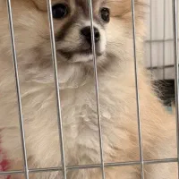 پامر خرسی‌