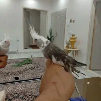 جوجه عروس هلندی کاملا دست آموز و اهلی|پرنده|نقده, |دیوار