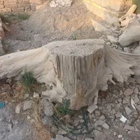 کنده درخت|مجسمه، تندیس، ماکت|اصفهان, ردان|دیوار