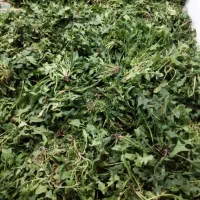 اگهی اسفناج