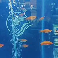 دم شمشیری (سوارتیل) . پنگوسی چوبی