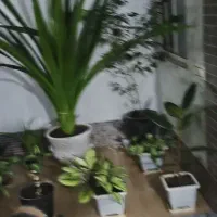 گل خونگی|گل و گیاه طبیعی|اسدآباد, |دیوار