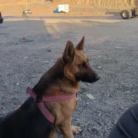 واگذاری سگ ژرمن ماده باردار