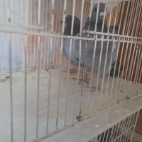 کفتر و عروس هلندی|پرنده|گلبهار, شهر جدید گلبهار|دیوار