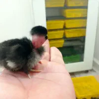 عربی درجه یک