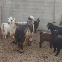 سلام بره نر و ماده کوهه قوچ بذری