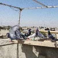 کفتر۸تا پلاکی دست اولی|پرنده|شیراز, قلعه نو|دیوار